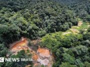 Como a degradação da Amazônia aumenta o risco de novas pandemias