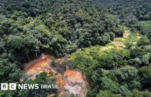 Como a degradação da Amazônia aumenta o risco de novas pandemias