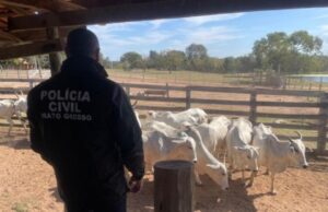 08:51 –
Polícia deflagra operação para apurar roubo de 90 cabeças de gado em fazenda em Cuiabá