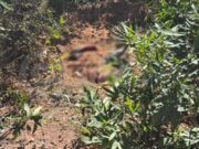 14:46 –
Homem é encontrado parcialmente enterrado em cova rasa na MT-471