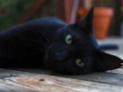 15:14 –
Homem de 40 anos é preso após policiais encontrarem cinco gatos pretos mortos em sua casa; uma gata resgatada