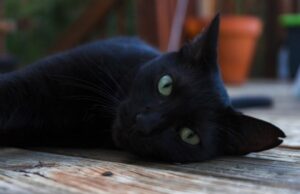 15:14 –
Homem de 40 anos é preso após policiais encontrarem cinco gatos pretos mortos em sua casa; uma gata resgatada