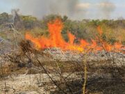 PM prende homem por provocar incêndio em zona rural de Vila Rica