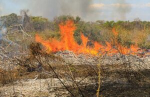 PM prende homem por provocar incêndio em zona rural de Vila Rica