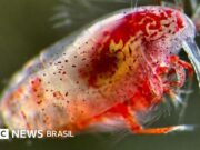 Os animais minúsculos que estão ajudando a reduzir o aquecimento global