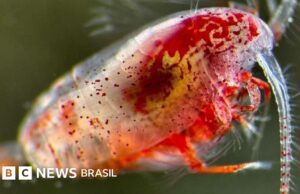 Os animais minúsculos que estão ajudando a reduzir o aquecimento global