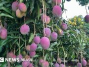 Tarifas dos EUA: mangas encalham no Sertão e correm risco de ‘virar lama’