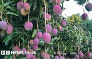 Tarifas dos EUA: mangas encalham no Sertão e correm risco de ‘virar lama’