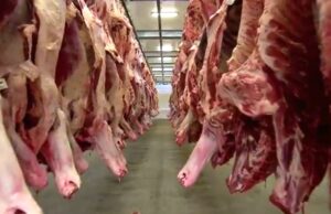 Frigoríficos de MS paralisam produção de carne destinada aos EUA após tarifaço de Trump | Mato Grosso do Sul