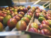 Tarifaço de Trump coloca em risco 77 mil toneladas de frutas brasileiras que aguardam exportação para os EUA | Política