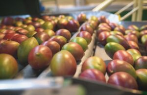 Tarifaço de Trump coloca em risco 77 mil toneladas de frutas brasileiras que aguardam exportação para os EUA | Política