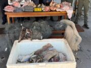 Polícias prendem empresário e apreendem 77 kg de pescado ilegal