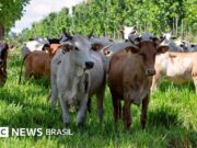 Zebu: como Brasil se tornou o maior exportador de carne do mundo com suas ‘supervacas’