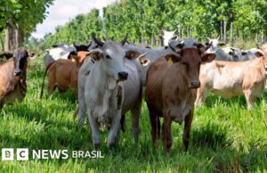 Zebu: como Brasil se tornou o maior exportador de carne do mundo com suas ‘supervacas’