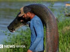 Pesca na Amazônia: Pirarucu, o peixe gigante que virou bolsa de luxo, mas pouco rende ao bolso dos pescadores