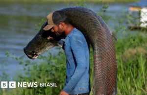 Pesca na Amazônia: Pirarucu, o peixe gigante que virou bolsa de luxo, mas pouco rende ao bolso dos pescadores