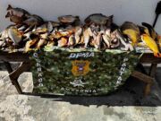Apreensão de pescado pela Dema sobe 570% no 1º semestre