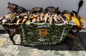 Apreensão de pescado pela Dema sobe 570% no 1º semestre