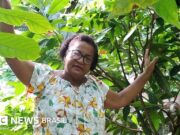 Chocolate: preço recorde do cacau animou produtores na Bahia,