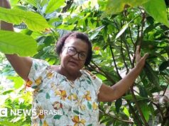 Chocolate: preço recorde do cacau animou produtores na Bahia,