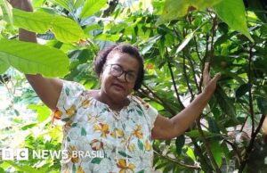 Chocolate: preço recorde do cacau animou produtores na Bahia,