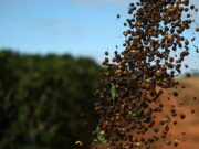 Setor do café renova esperanças de isenção após decreto de Trump e aceno a Lula