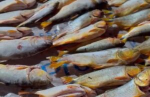 PM apreende 200 kg de pescado irregular em carro