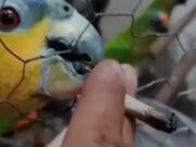 Polícia prende homem acusado de dar maconha a papagaios em VG