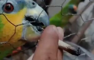 Polícia prende homem acusado de dar maconha a papagaios em VG