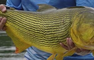 “Pesca esportiva se consolida como um dos setores estratégicos para a economia de Mato Grosso”, destaca secretário