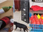 Polícia fecha casa onde lanches eram preparados junto com cães