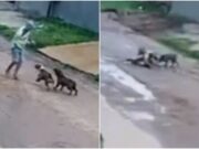 Câmera flagra pitbulls atacando idoso em rua no interior de MT