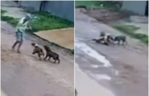 Câmera flagra pitbulls atacando idoso em rua no interior de MT