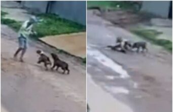 Câmera flagra pitbulls atacando idoso em rua no interior de MT
