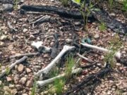 Ossada humana é encontrada em área militar no Coxipó do Ouro