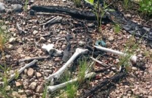 Ossada humana é encontrada em área militar no Coxipó do Ouro