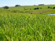 Pecuária que preserva, cacau que refloresta: conheça iniciativas