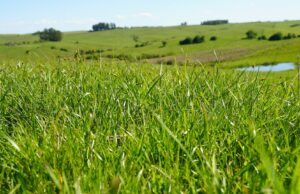 Pecuária que preserva, cacau que refloresta: conheça iniciativas